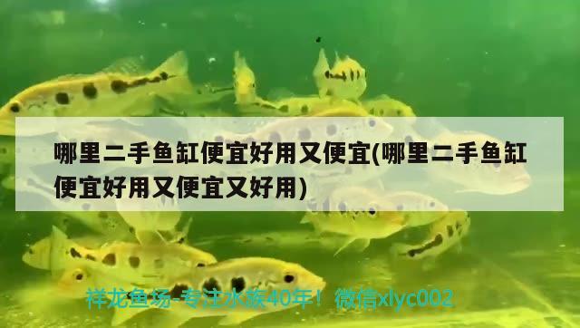 哪里二手魚缸便宜好用又便宜(哪里二手魚缸便宜好用又便宜又好用) 白子銀版魚苗