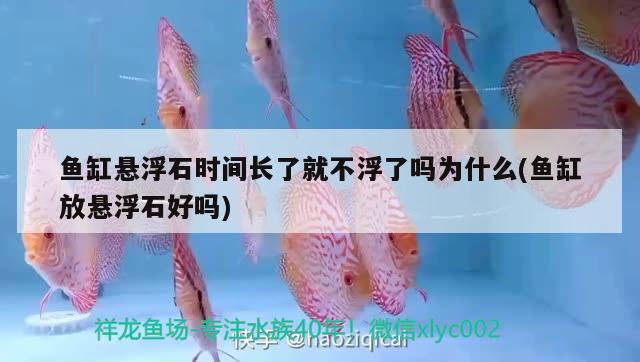 魚缸懸浮石時間長了就不浮了嗎為什么(魚缸放懸浮石好嗎)