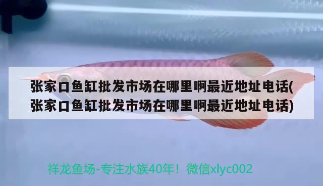 張家口魚缸批發(fā)市場在哪里啊最近地址電話(張家口魚缸批發(fā)市場在哪里啊最近地址電話) 福魟魟魚