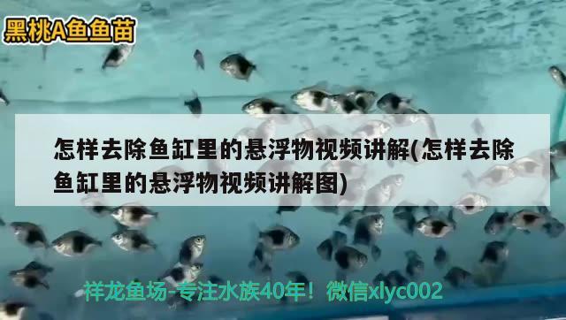 怎樣去除魚缸里的懸浮物視頻講解(怎樣去除魚缸里的懸浮物視頻講解圖)