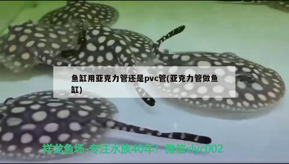 魚缸用亞克力管還是pvc管(亞克力管做魚缸) 女王大帆魚苗