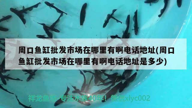 周口魚缸批發(fā)市場在哪里有啊電話地址(周口魚缸批發(fā)市場在哪里有啊電話地址是多少) 雙線側(cè)魚