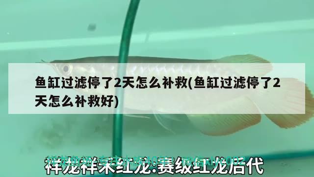 魚(yú)缸過(guò)濾停了2天怎么補(bǔ)救(魚(yú)缸過(guò)濾停了2天怎么補(bǔ)救好) 紅龍福龍魚(yú)