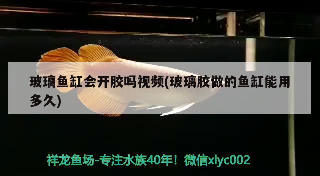 玻璃魚缸會開膠嗎視頻(玻璃膠做的魚缸能用多久) BD魟魚