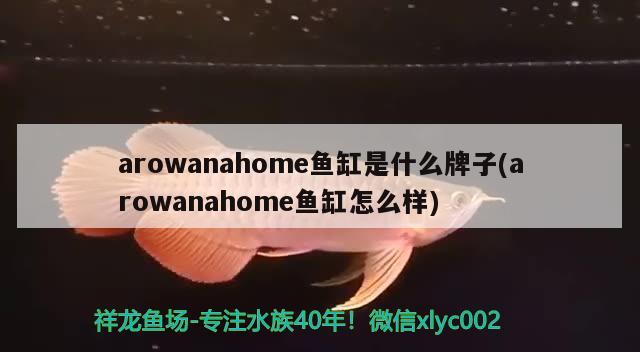 arowanahome魚缸是什么牌子(arowanahome魚缸怎么樣) 金頭過背金龍魚