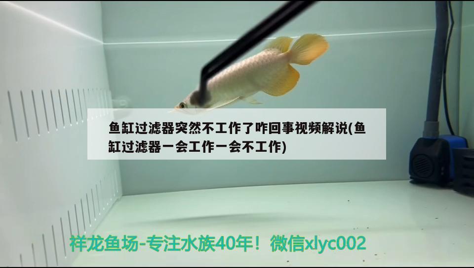 魚缸過濾器突然不工作了咋回事視頻解說(魚缸過濾器一會工作一會不工作)