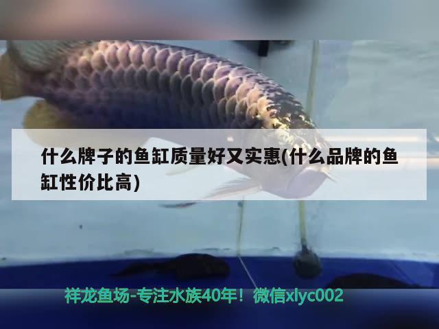 什么牌子的魚缸質量好又實惠(什么品牌的魚缸性價比高)