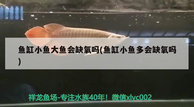 魚缸小魚大魚會缺氧嗎(魚缸小魚多會缺氧嗎)