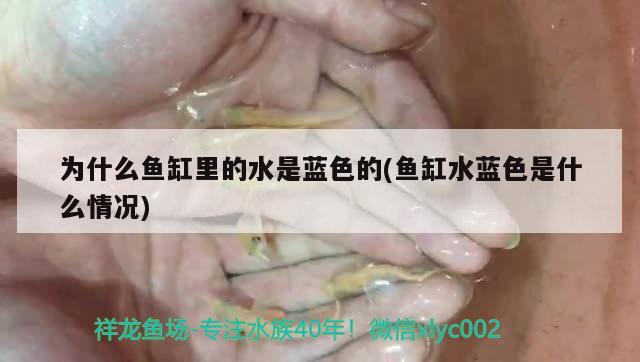 為什么魚缸里的水是藍色的(魚缸水藍色是什么情況)