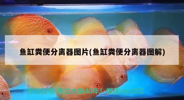 魚缸糞便分離器圖片(魚缸糞便分離器圖解) 龍魚批發(fā)