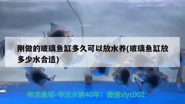 剛做的玻璃魚缸多久可以放水養(yǎng)(玻璃魚缸放多少水合適) 養(yǎng)魚知識