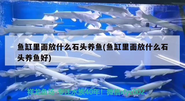 魚缸里面放什么石頭養(yǎng)魚(魚缸里面放什么石頭養(yǎng)魚好)