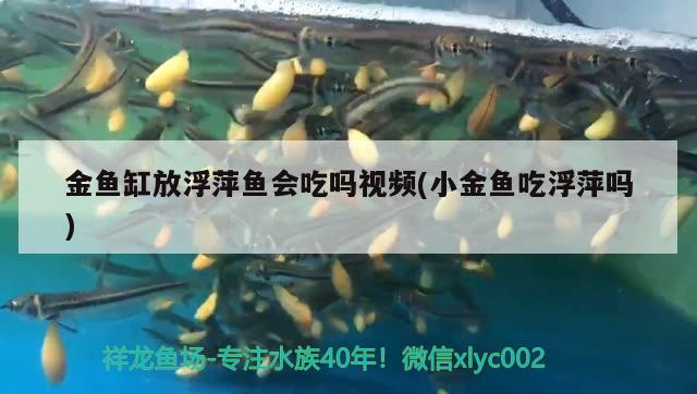 金魚缸放浮萍魚會吃嗎視頻(小金魚吃浮萍嗎)