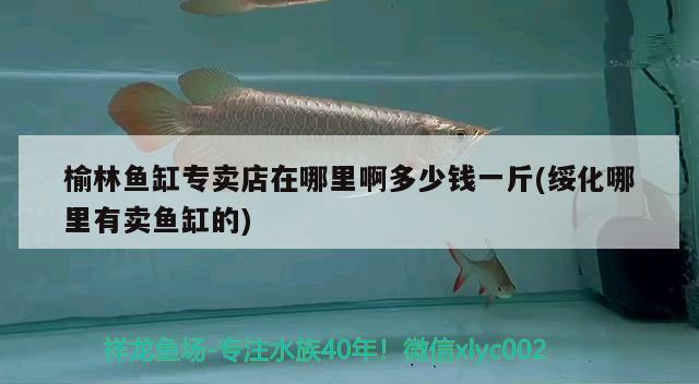 榆林魚缸專賣店在哪里啊多少錢一斤(綏化哪里有賣魚缸的) 斑馬狗頭魚