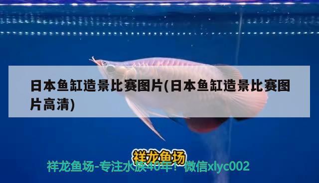 日本魚缸造景比賽圖片(日本魚缸造景比賽圖片高清) 觀賞蝦蟹等飼料