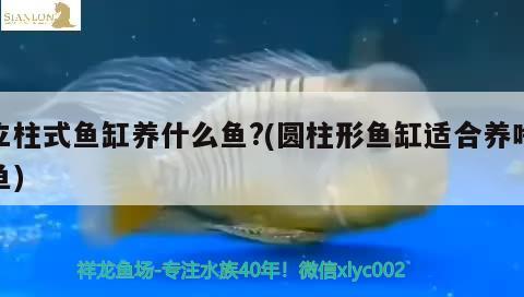 立柱式魚缸養(yǎng)什么魚?(圓柱形魚缸適合養(yǎng)啥魚) 刀魚魚