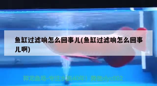 魚缸過濾響怎么回事兒(魚缸過濾響怎么回事兒啊) 黃寬帶蝴蝶魚