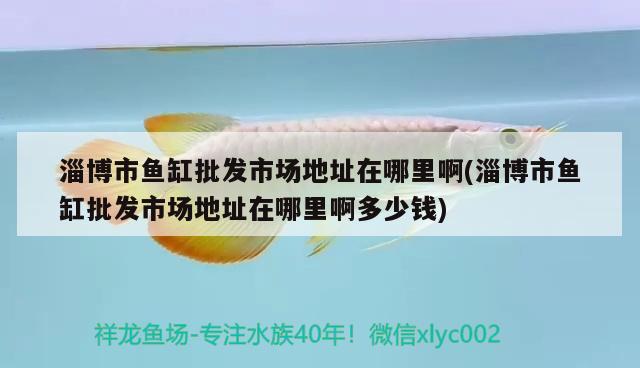 淄博市魚缸批發(fā)市場地址在哪里啊(淄博市魚缸批發(fā)市場地址在哪里啊多少錢) 觀賞魚魚苗