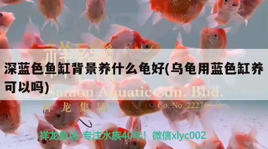 深藍色魚缸背景養(yǎng)什么龜好(烏龜用藍色缸養(yǎng)可以嗎) 烏龜