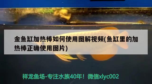 金魚缸加熱棒如何使用圖解視頻(魚缸里的加熱棒正確使用圖片) 非洲金鼓魚