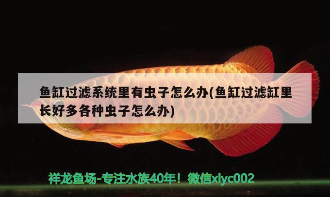 魚(yú)缸過(guò)濾系統(tǒng)里有蟲(chóng)子怎么辦(魚(yú)缸過(guò)濾缸里長(zhǎng)好多各種蟲(chóng)子怎么辦)