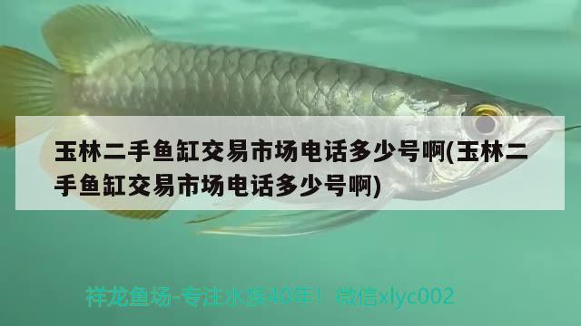 玉林二手魚缸交易市場電話多少號啊(玉林二手魚缸交易市場電話多少號啊) 巴西亞魚