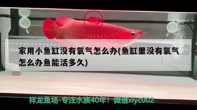 家用小魚缸沒有氧氣怎么辦(魚缸里沒有氧氣怎么辦魚能活多久)