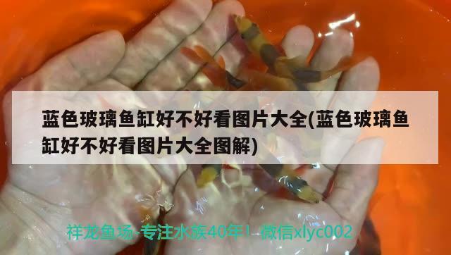 藍色玻璃魚缸好不好看圖片大全(藍色玻璃魚缸好不好看圖片大全圖解) 野生埃及神仙魚