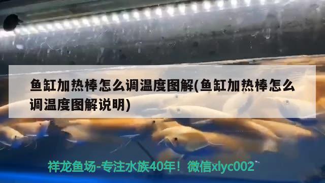 魚缸加熱棒怎么調(diào)溫度圖解(魚缸加熱棒怎么調(diào)溫度圖解說明) 藍(lán)底過背金龍魚