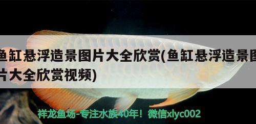 魚(yú)缸懸浮造景圖片大全欣賞(魚(yú)缸懸浮造景圖片大全欣賞視頻)