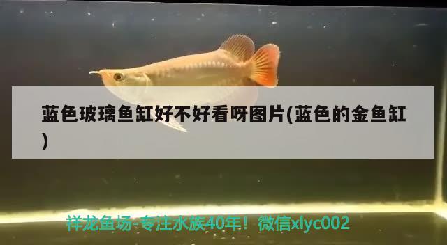 藍色玻璃魚缸好不好看呀圖片(藍色的金魚缸) 祥龍龍魚專用水族燈