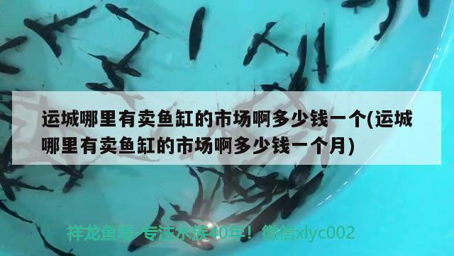 運(yùn)城哪里有賣魚缸的市場啊多少錢一個(gè)(運(yùn)城哪里有賣魚缸的市場啊多少錢一個(gè)月)