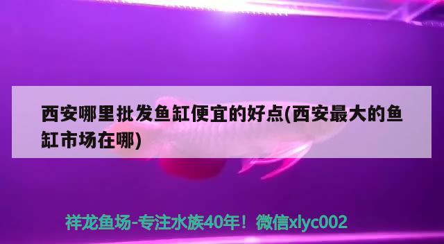 西安哪里批發(fā)魚缸便宜的好點(diǎn)(西安最大的魚缸市場在哪) 黃金達(dá)摩魚