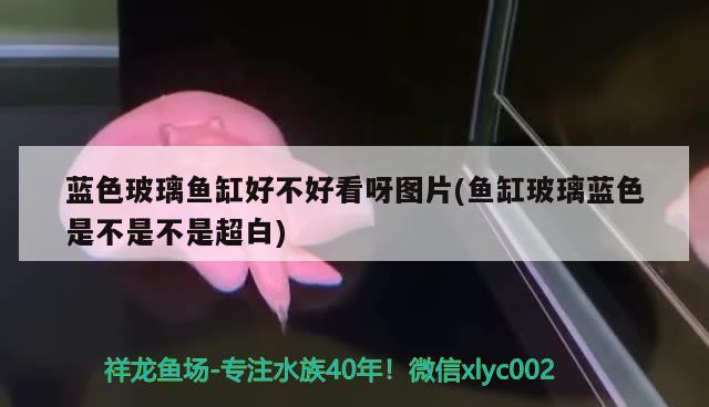 藍(lán)色玻璃魚缸好不好看呀圖片(魚缸玻璃藍(lán)色是不是不是超白) 廣州水族器材濾材批發(fā)市場