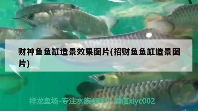 財神魚魚缸造景效果圖片(招財魚魚缸造景圖片)