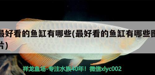 最好看的魚缸有哪些(最好看的魚缸有哪些圖片) 帝王迷宮魚