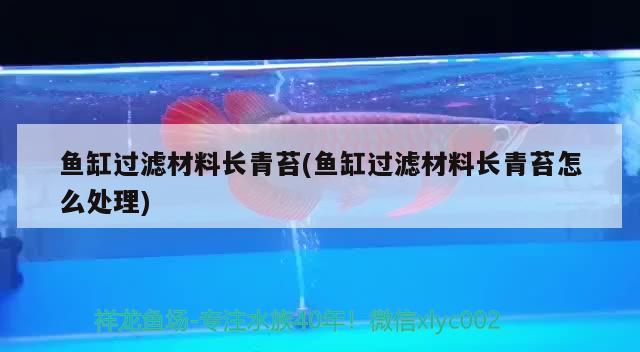 魚缸過濾材料長青苔(魚缸過濾材料長青苔怎么處理)