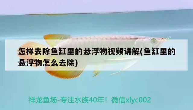 怎樣去除魚缸里的懸浮物視頻講解(魚缸里的懸浮物怎么去除)