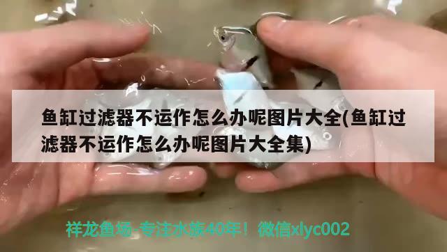 魚缸過濾器不運作怎么辦呢圖片大全(魚缸過濾器不運作怎么辦呢圖片大全集) 黃吉金龍（白子金龍魚）