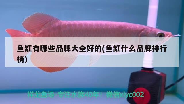 魚缸有哪些品牌大全好的(魚缸什么品牌排行榜) 九鼎魚缸