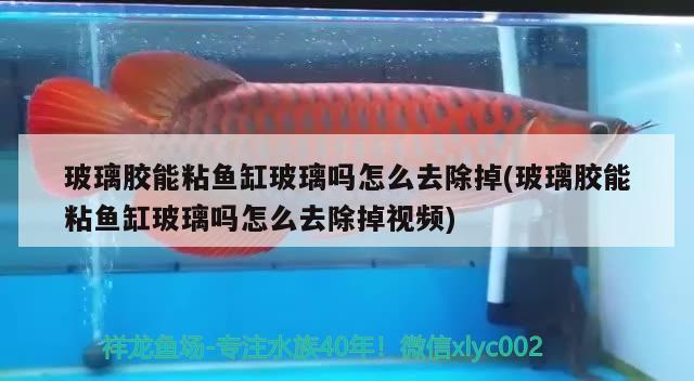 玻璃膠能粘魚缸玻璃嗎怎么去除掉(玻璃膠能粘魚缸玻璃嗎怎么去除掉視頻) 紅白錦鯉魚