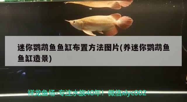 迷你鸚鵡魚魚缸布置方法圖片(養(yǎng)迷你鸚鵡魚魚缸造景) 鸚鵡魚