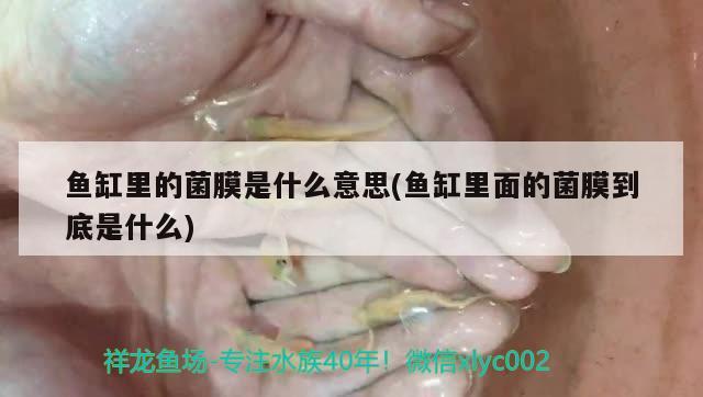 魚缸里的菌膜是什么意思(魚缸里面的菌膜到底是什么) 綠皮皇冠豹魚