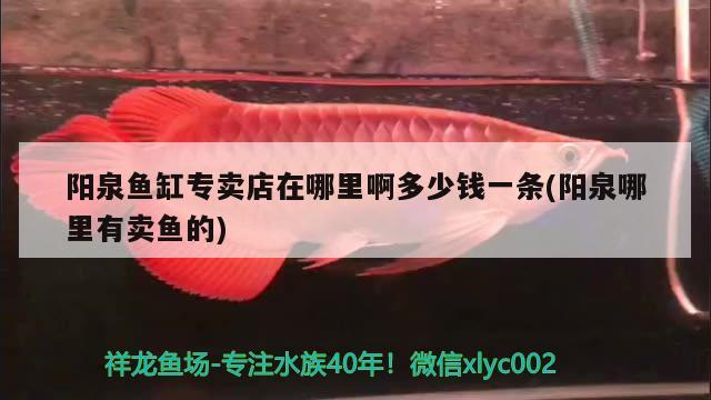 陽泉魚缸專賣店在哪里啊多少錢一條(陽泉哪里有賣魚的) 大日玉鯖魚