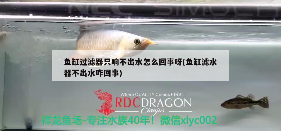 魚缸過濾器只響不出水怎么回事呀(魚缸濾水器不出水咋回事)