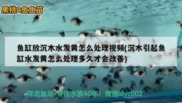 魚缸放沉木水發(fā)黃怎么處理視頻(沉木引起魚缸水發(fā)黃怎么處理多久才會改善) 粗線銀版魚苗