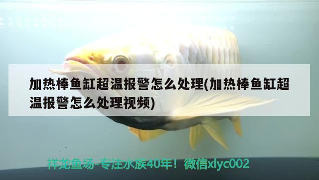 加熱棒魚缸超溫報(bào)警怎么處理(加熱棒魚缸超溫報(bào)警怎么處理視頻)