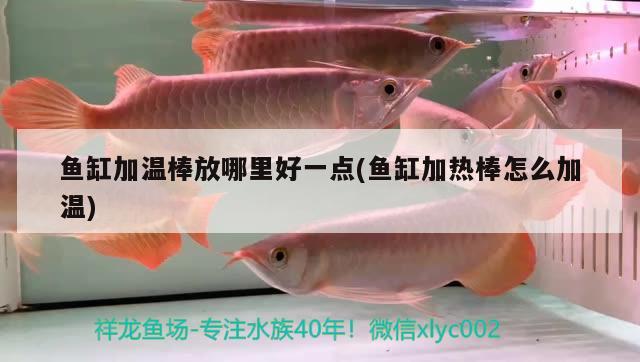 魚缸加溫棒放哪里好一點(魚缸加熱棒怎么加溫)