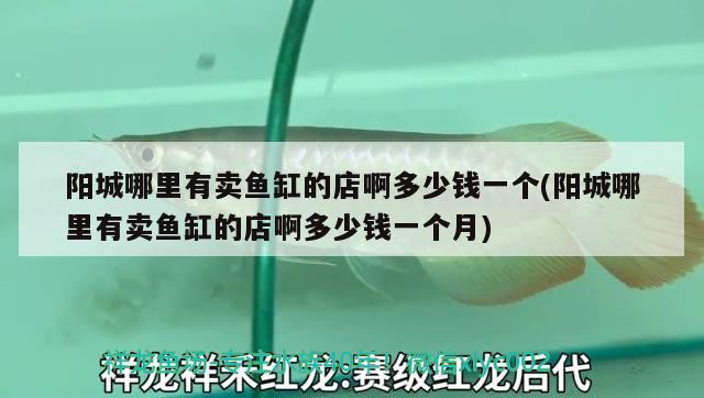 陽城哪里有賣魚缸的店啊多少錢一個(陽城哪里有賣魚缸的店啊多少錢一個月) 虎魚魚苗