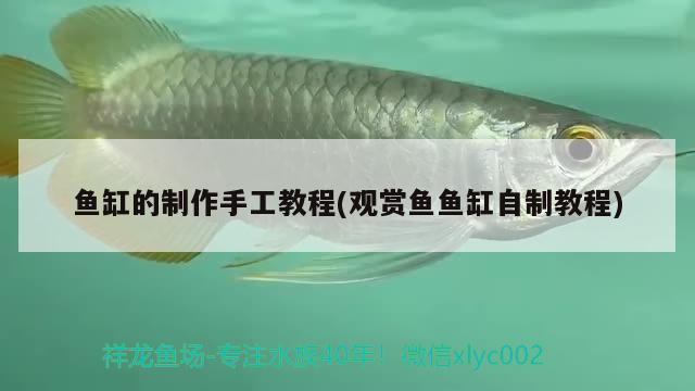 魚缸的制作手工教程(觀賞魚魚缸自制教程) 白子關(guān)刀魚